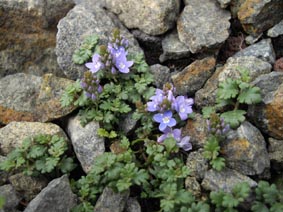 Veronica olgensis